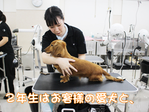 ☆夜間部のトリミング実習☆